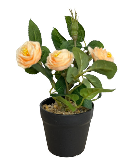 Ghiveci Rosa color 20cm