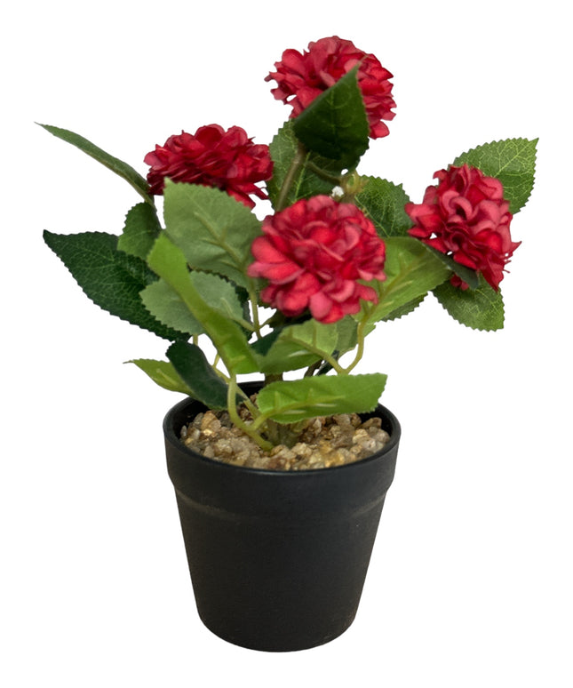 Ghiveci Hortensie color 20cm