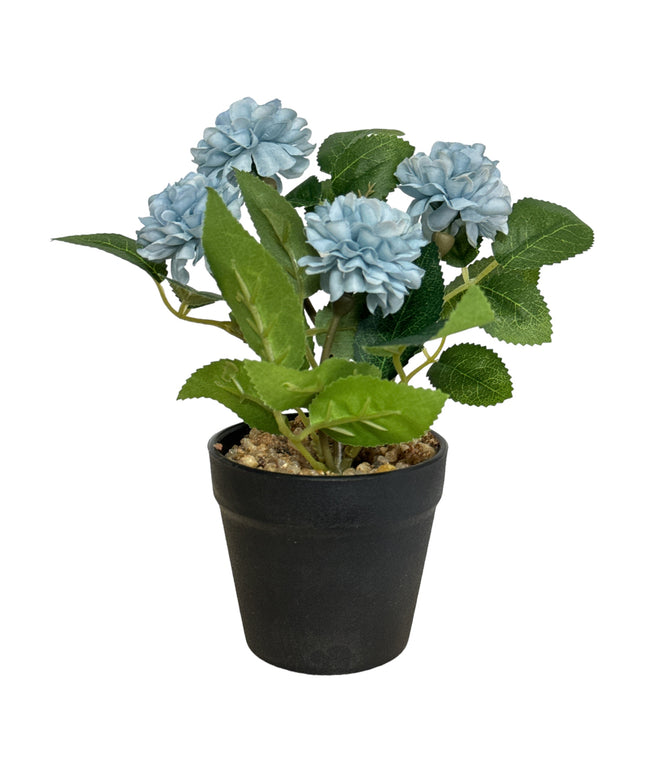 Ghiveci Hortensie color 20cm