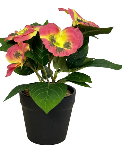 Ghiveci Panseluțe color 20cm