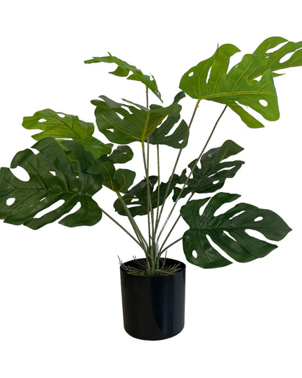 Ghiveci ornamental Monstera Deliciosa 60cm