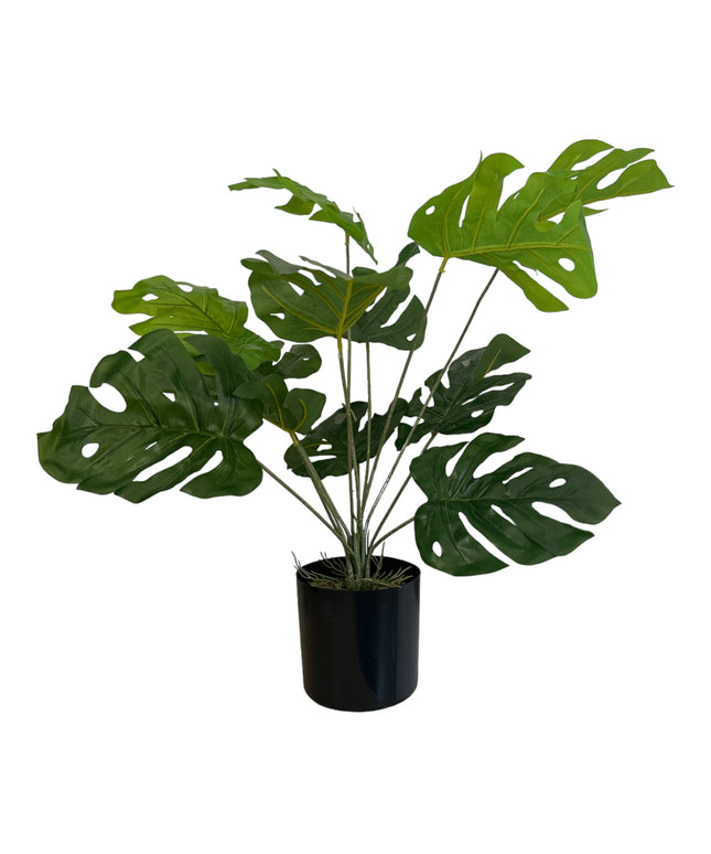 Ghiveci ornamental Monstera Deliciosa 60cm