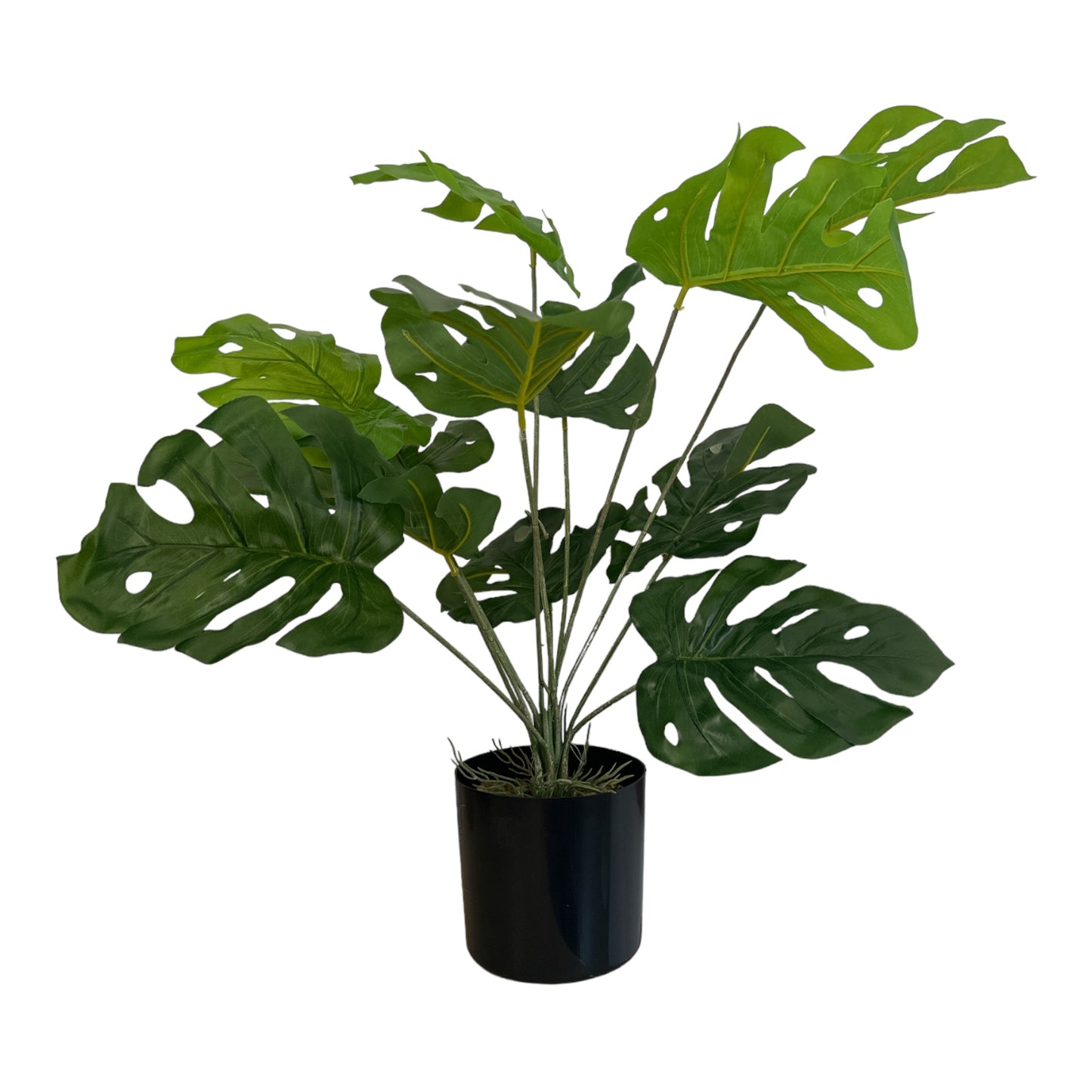 Ghiveci ornamental Monstera Deliciosa 60cm