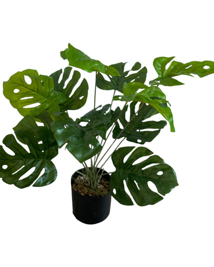 Ghiveci ornamental Monstera Deliciosa 60cm
