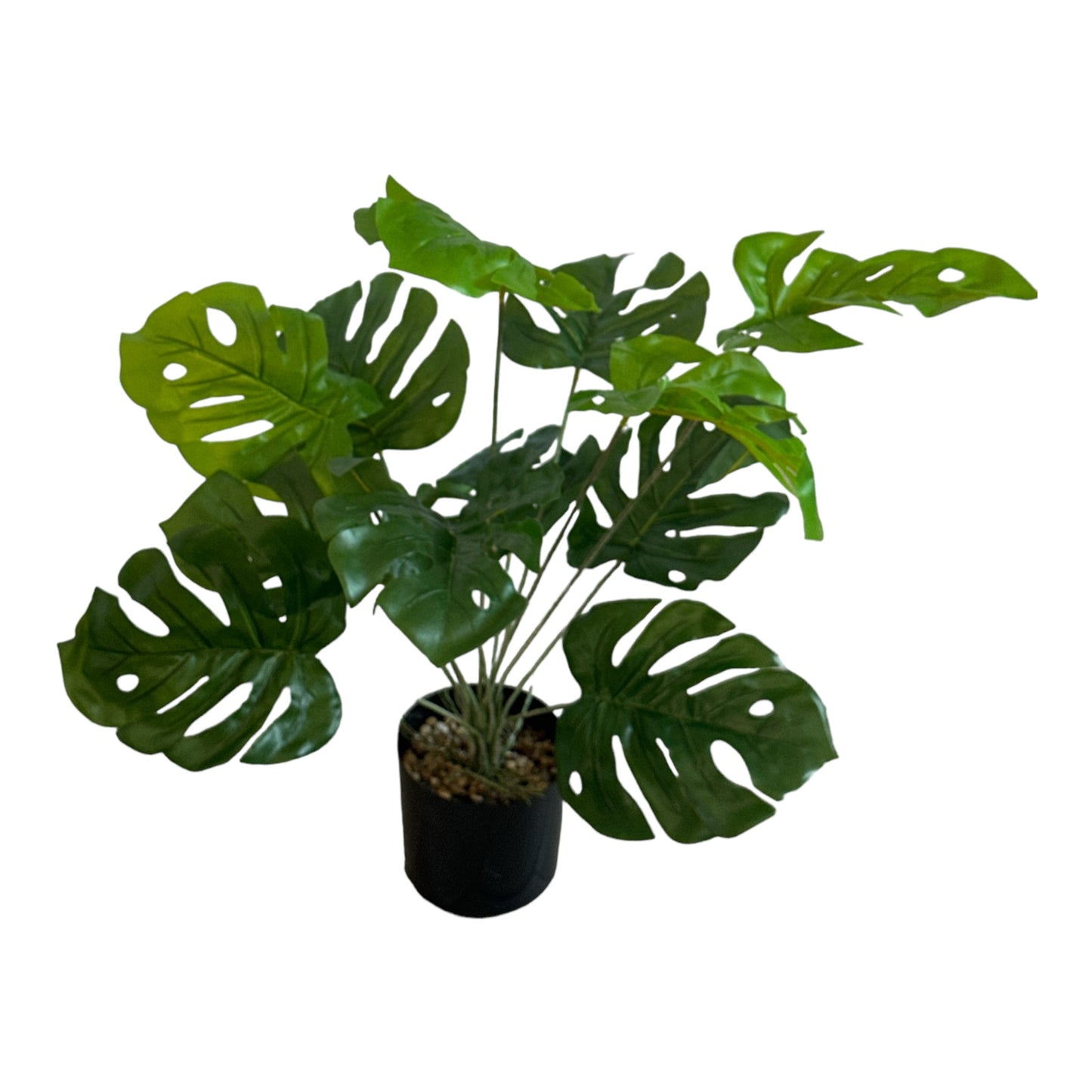 Ghiveci ornamental Monstera Deliciosa 60cm