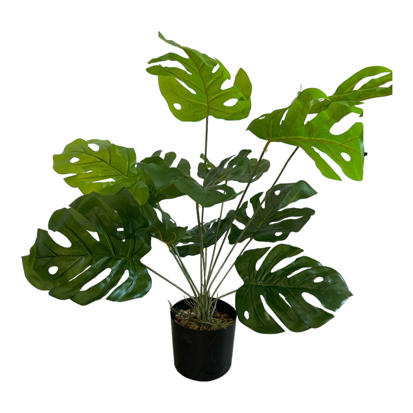 Ghiveci ornamental Monstera Deliciosa 60cm