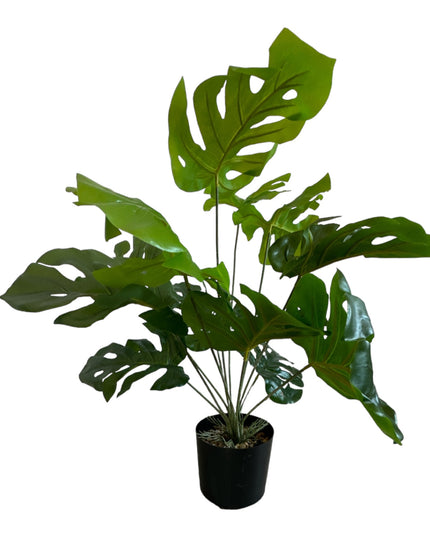 Ghiveci ornamental Monstera Deliciosa 60cm