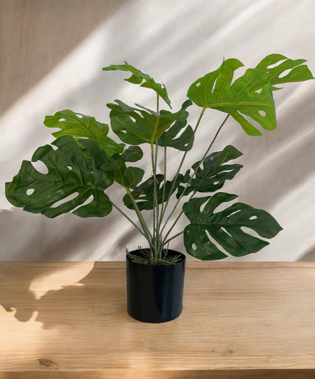 Ghiveci ornamental Monstera Deliciosa 60cm