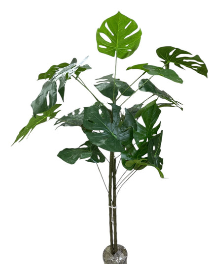 Ghiveci ornamental Monstera Deliciosa 150cm