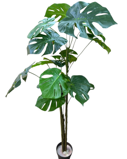Ghiveci ornamental Monstera Deliciosa 150cm