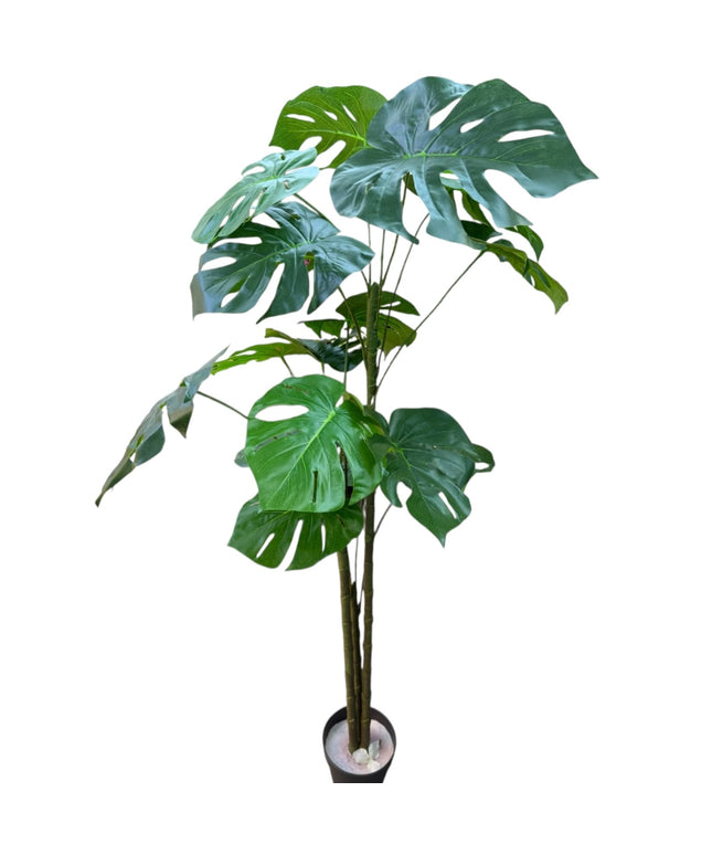 Ghiveci ornamental Monstera Deliciosa 150cm
