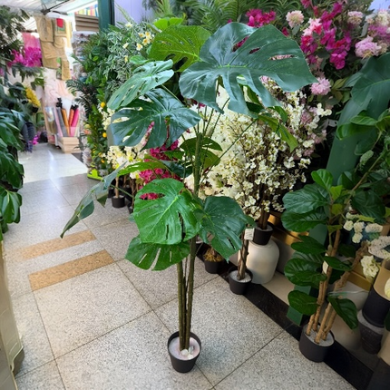 Ghiveci ornamental Monstera Deliciosa 150cm
