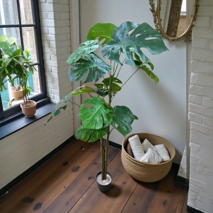 Ghiveci ornamental Monstera Deliciosa 150cm