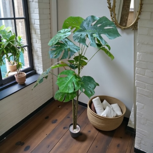 Ghiveci ornamental Monstera Deliciosa 150cm