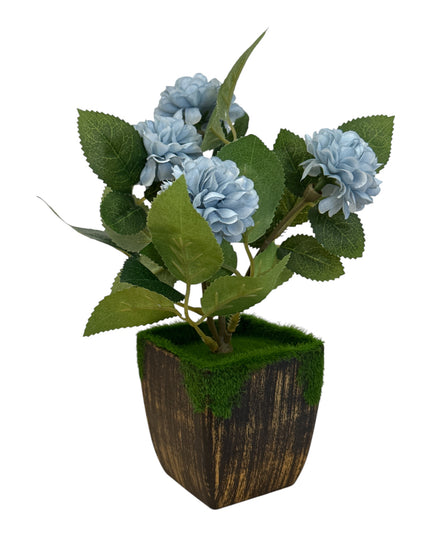 Ghiveci Hortensie color 20cm