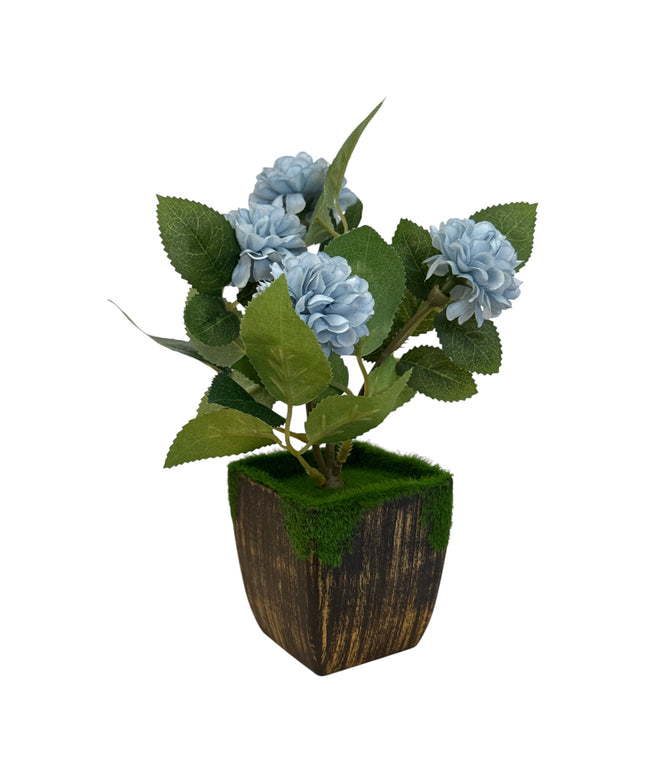 Ghiveci Hortensie color 20cm