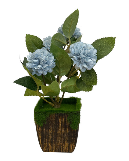 Ghiveci Hortensie color 20cm
