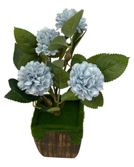 Ghiveci Hortensie color 20cm