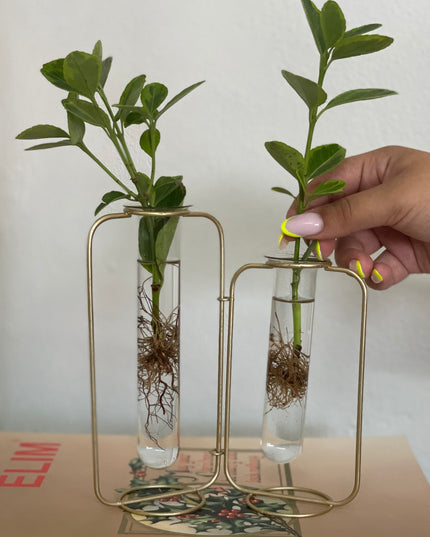 Suport metalic Hidroponic dublu cu eprubete