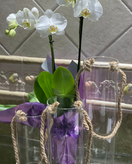 Cilindru de sticlă Hidroponic 25cm