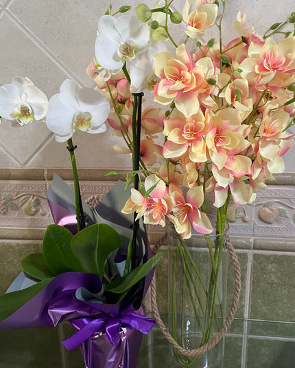 Cilindru de sticlă Hidroponic 25cm