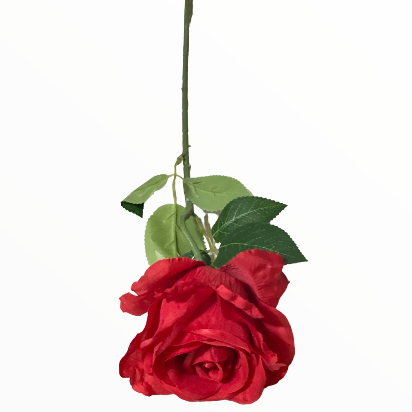 Trandafir color. 50cm