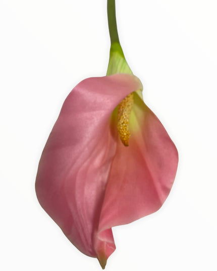 Floare fir Cală 70cm