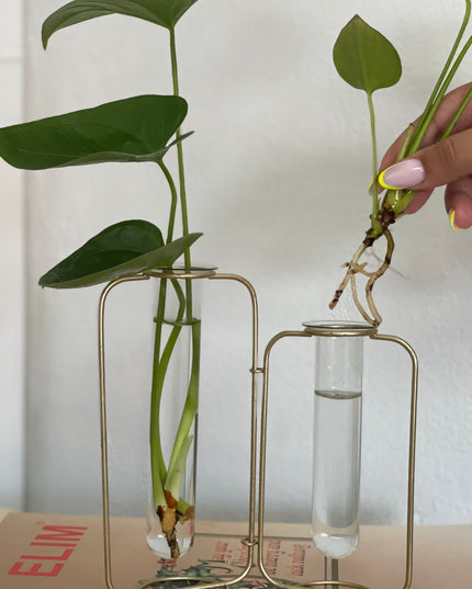 Suport metalic Hidroponic dublu cu eprubete