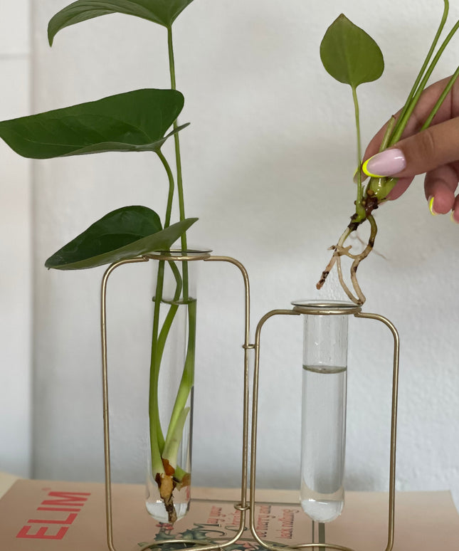 Suport metalic Hidroponic dublu cu eprubete